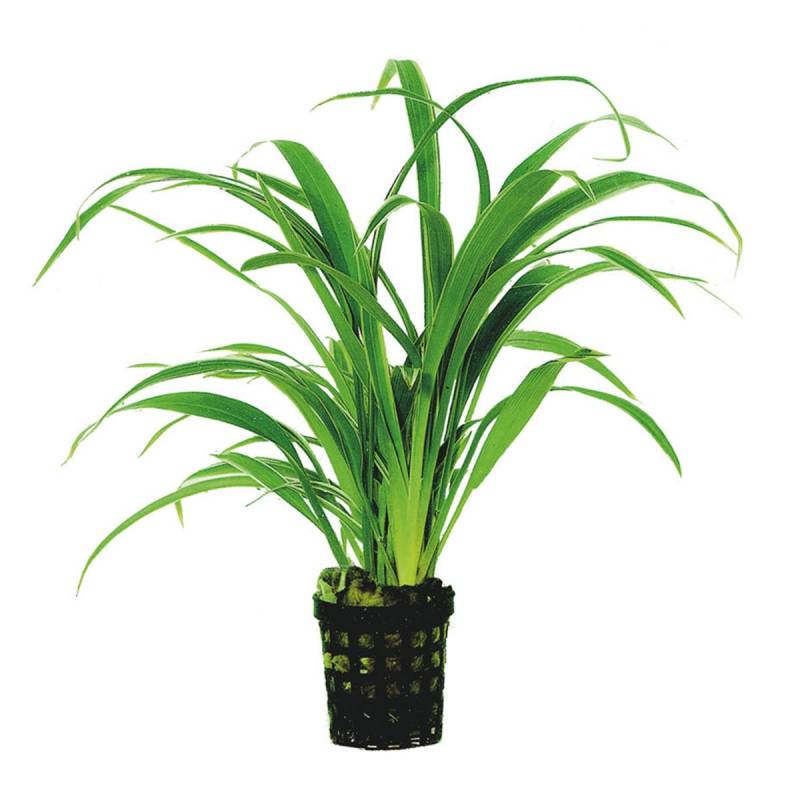 Aquafleur Chlorophytum Bichettii Planze im 5 cm Topf von Aquafleur