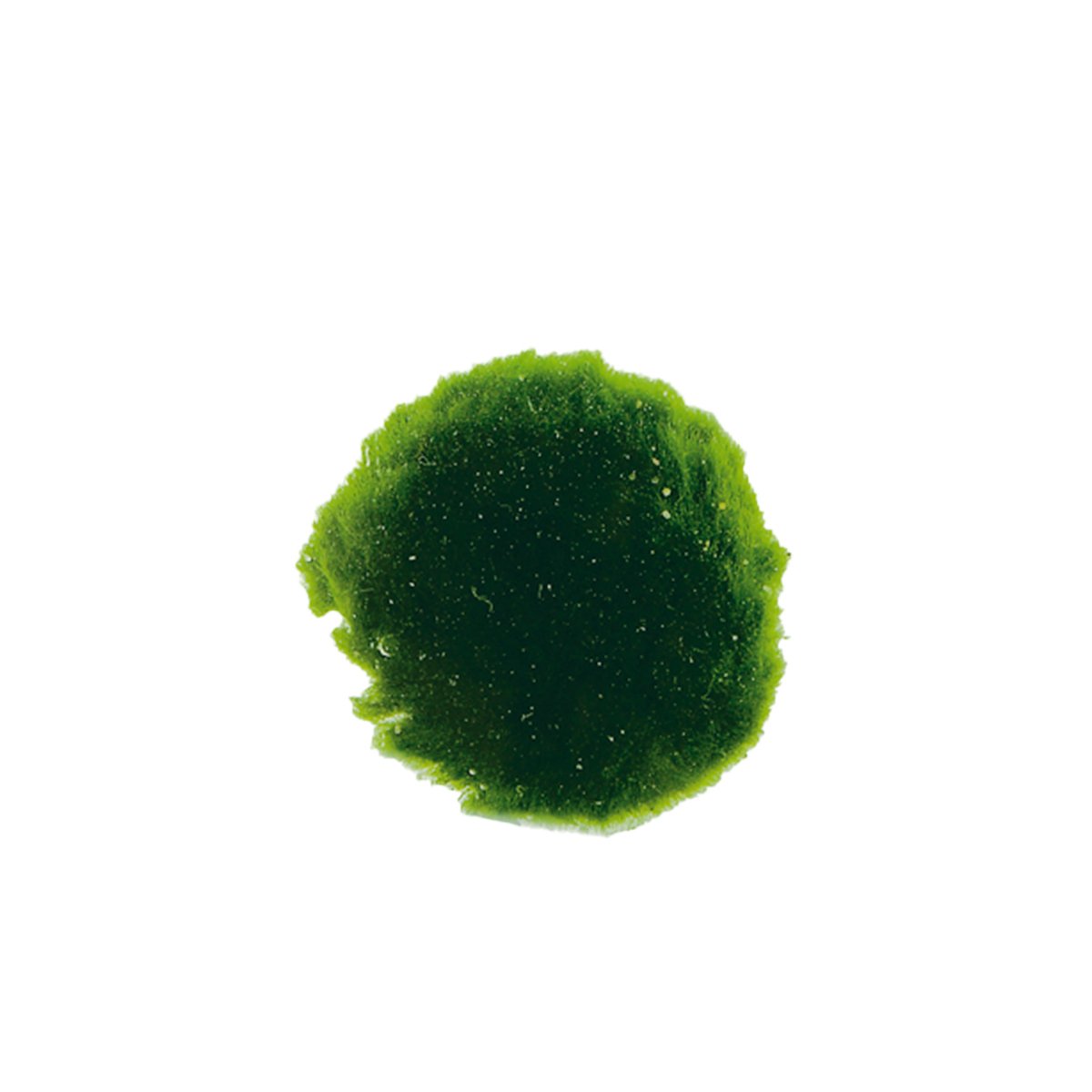 Aquafleur Cladophora Mooskugeln XS 6 Stück von Aquafleur