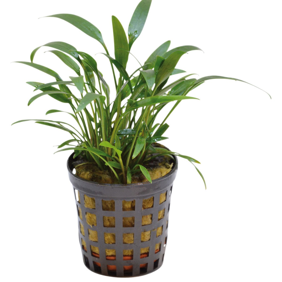 Aquafleur Cryptocoryne Amicorum Pflanze im 5 cm Topf Aquafleur Cryptocoryne Amicorum Pflanze im 5 cm Topf von Aquafleur