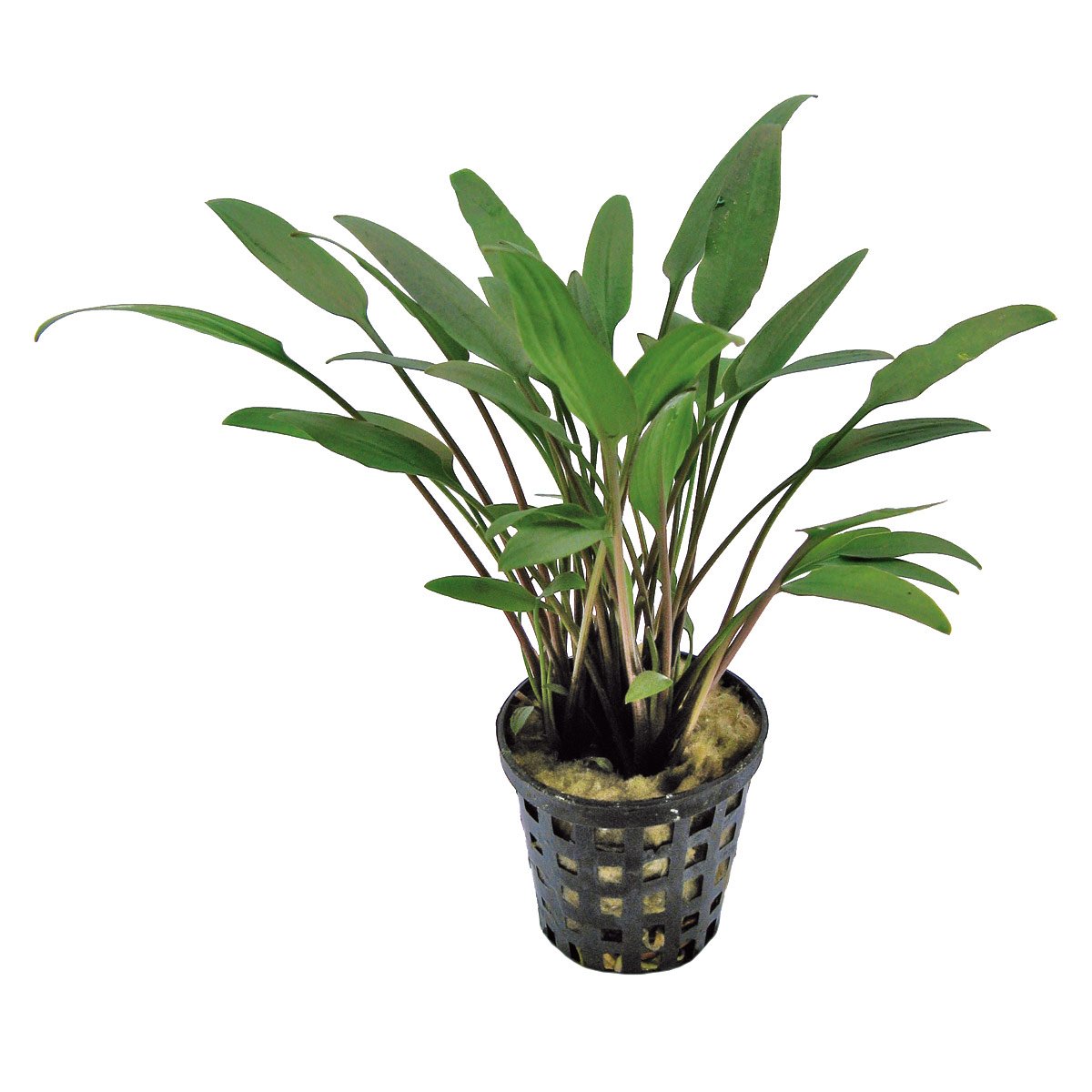 Aquafleur Cryptocoryne Nevelli Pflanze im 5 cm Topf Aquafleur Cryptocoryne Nevelli Pflanze im 5 cm Topf von Aquafleur