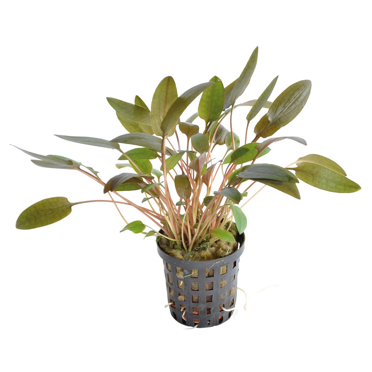 Aquafleur Cryptocoryne Wendtii Braun im 5 cm Topf Aquafleur Cryptocoryne Wendtii Braun im 5 cm Topf von Aquafleur