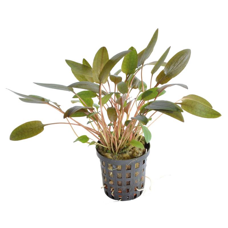 Aquafleur Cryptocoryne Wendtii Braun im 5 cm Topf von Aquafleur