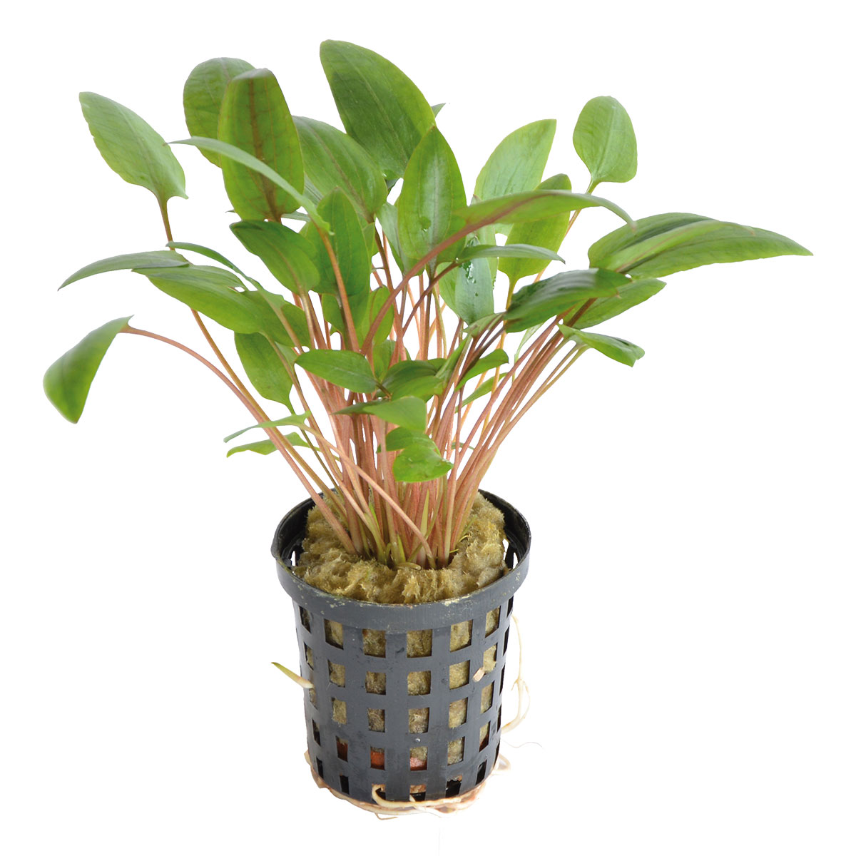 Aquafleur Cryptocoryne Wendtii Grün im 5 cm Topf Aquafleur Cryptocoryne Wendtii Grün im 5 cm Topf von Aquafleur