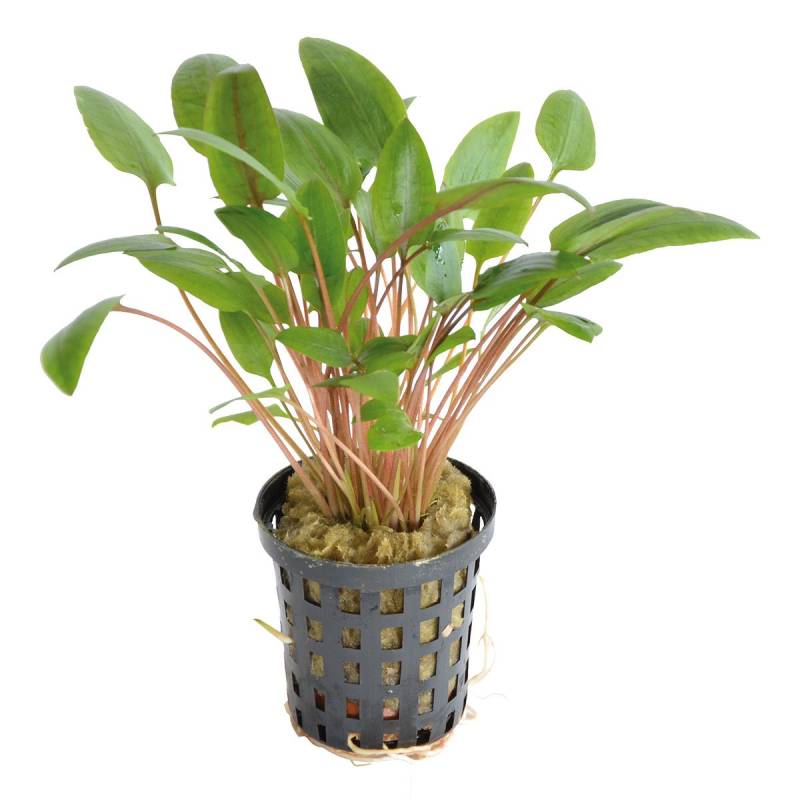 Aquafleur Cryptocoryne Wendtii Grün im 5 cm Topf von Aquafleur