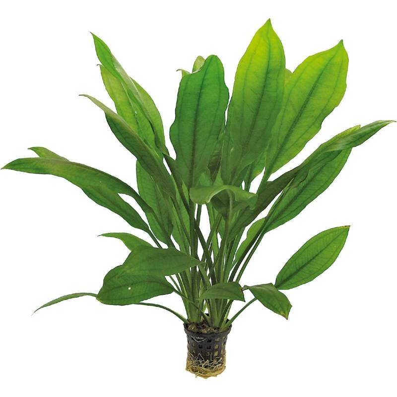 Aquafleur Echinodorus Bleheri Pflanze im 5 cm Topf von Aquafleur