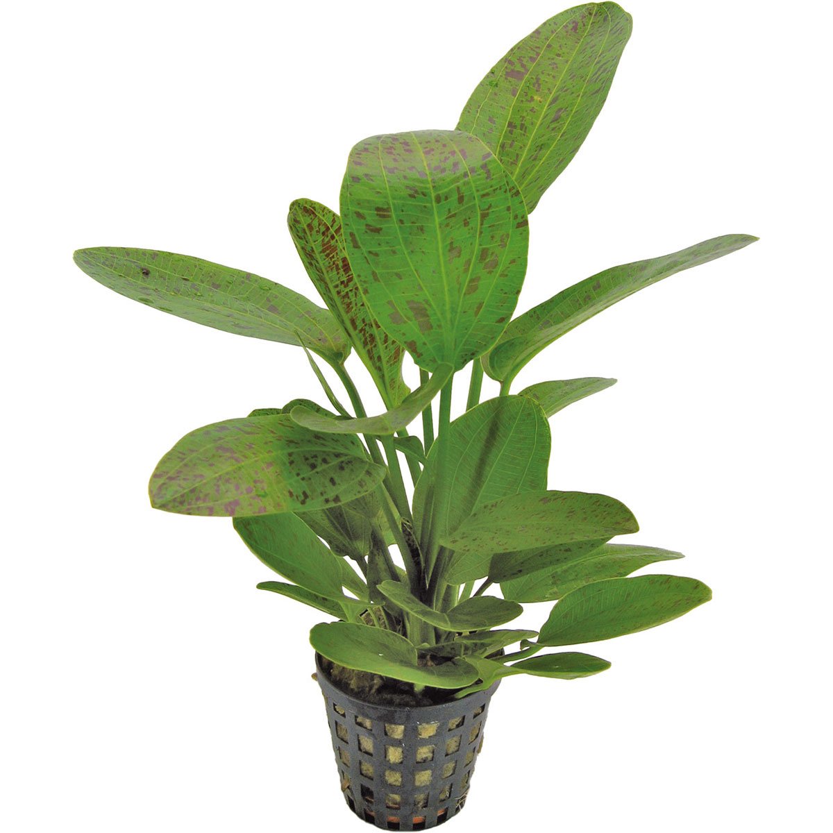 Aquafleur Echinodorus Ozelot Grün Pflanze im 5 cm Topf Aquafleur Echinodorus Ozelot Grün Pflanze im 5 cm Topf von Aquafleur