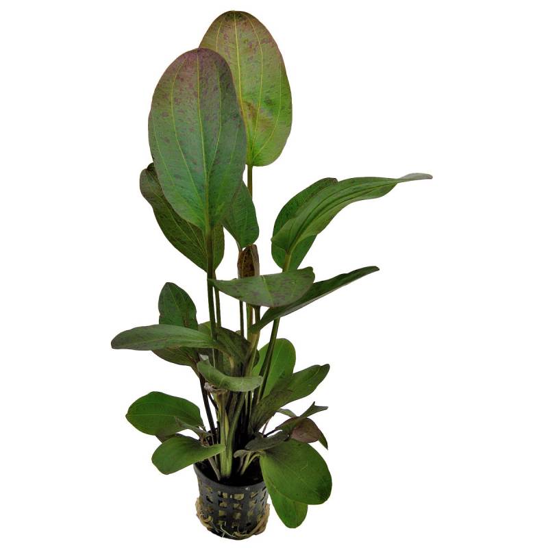 Aquafleur Echinodorus Ozelot Rot Pflanze im 5 cm Topf von Aquafleur