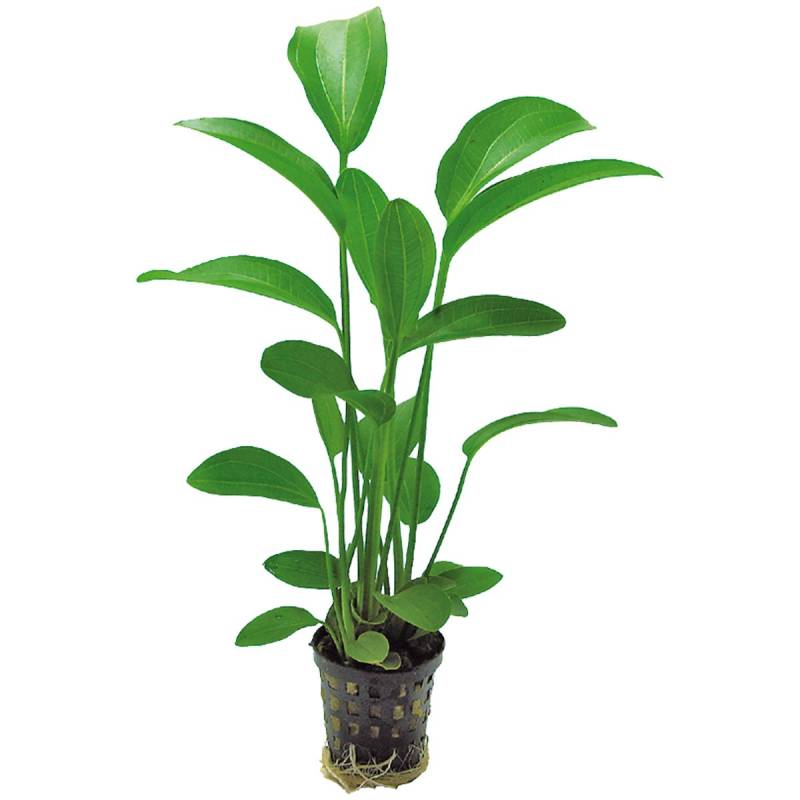 Aquafleur Echinodorus Radicans Pflanze im 5 cm Topf von Aquafleur