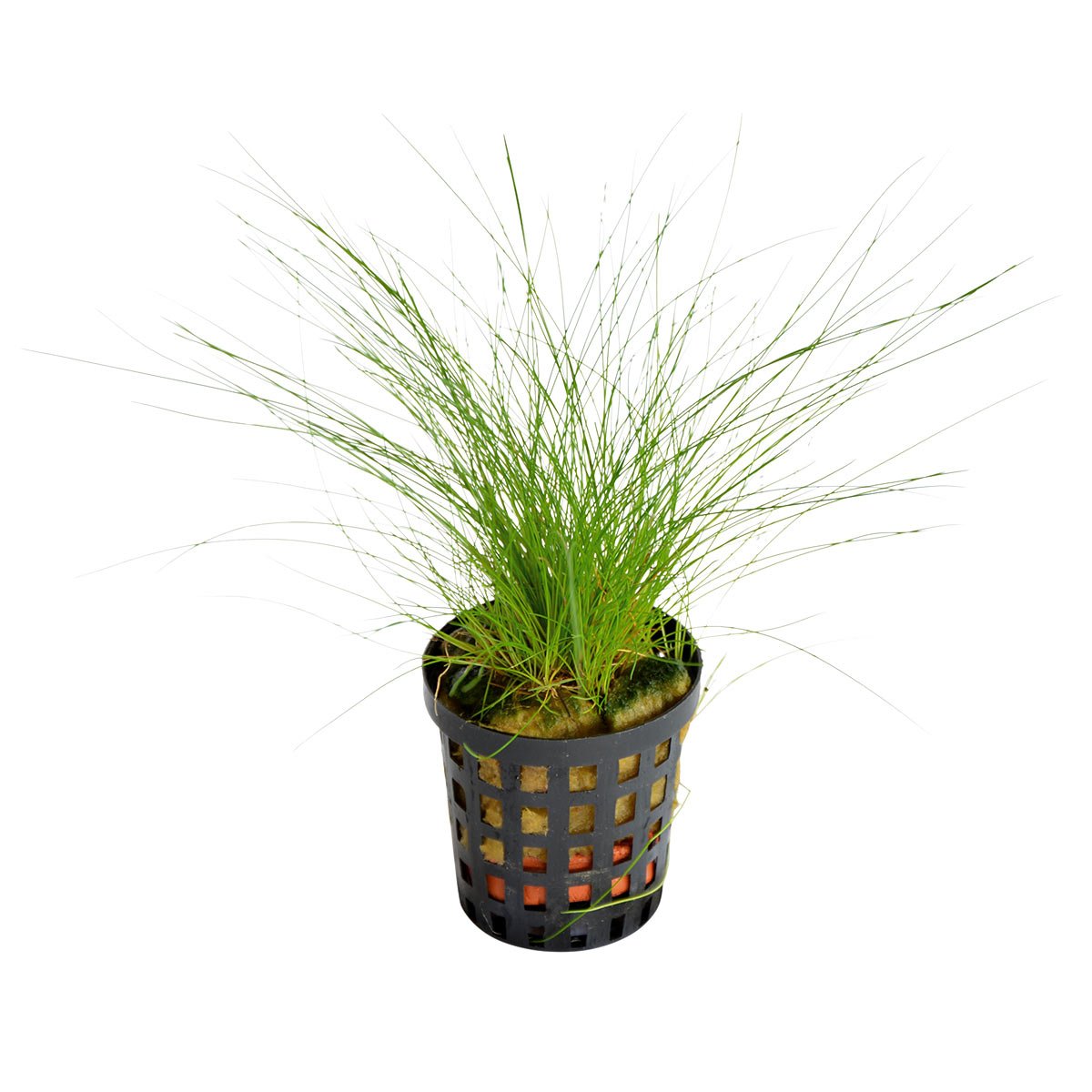 Aquafleur Eleocharis Acicularis Pflanze im 5 cm Topf Aquafleur Eleocharis Acicularis Pflanze im 5 cm Topf von Aquafleur
