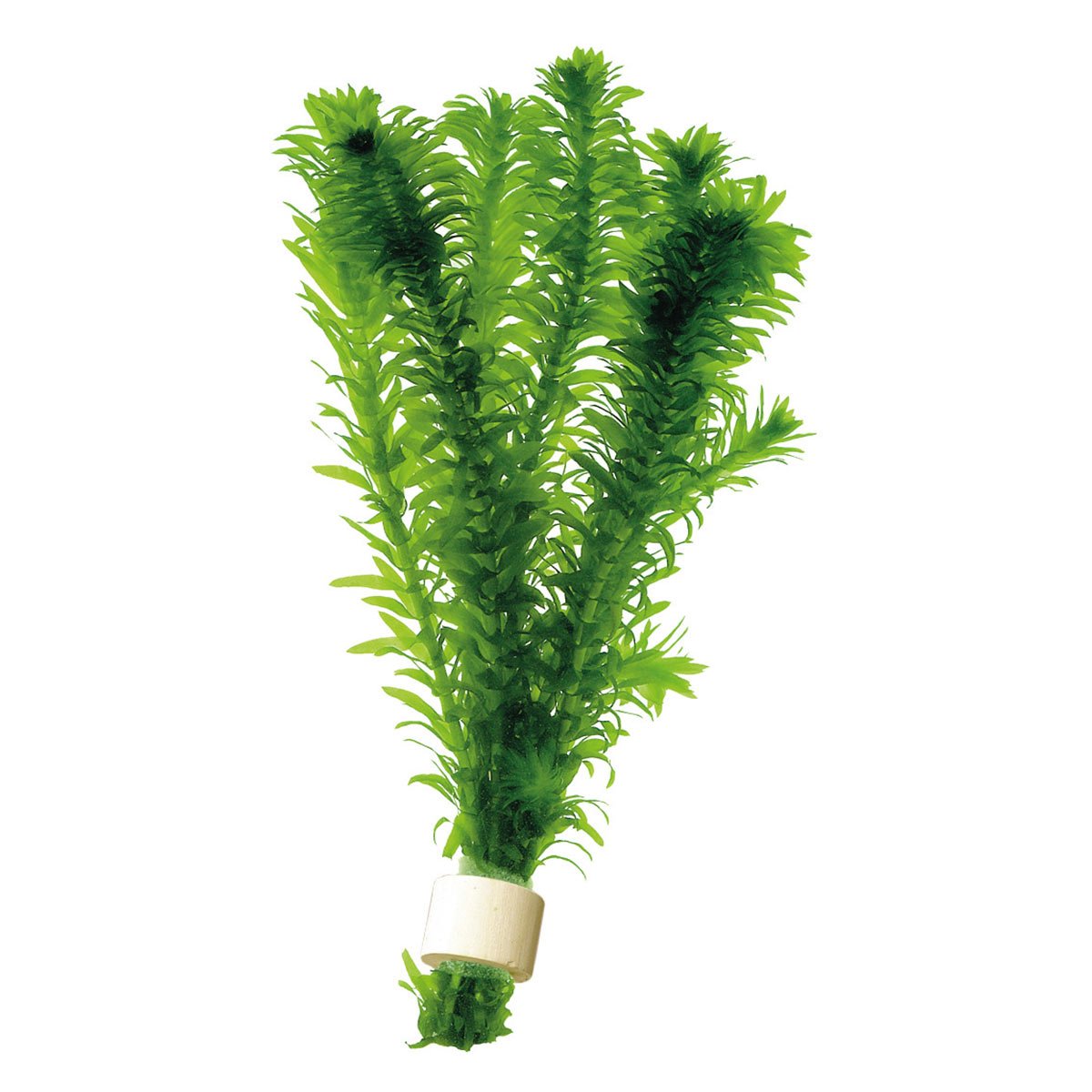 Aquafleur Elodea Densa in Terra Cotta Aquarienpflanze Aquafleur Elodea Densa in Terra Cotta Aquarienpflanze von Aquafleur