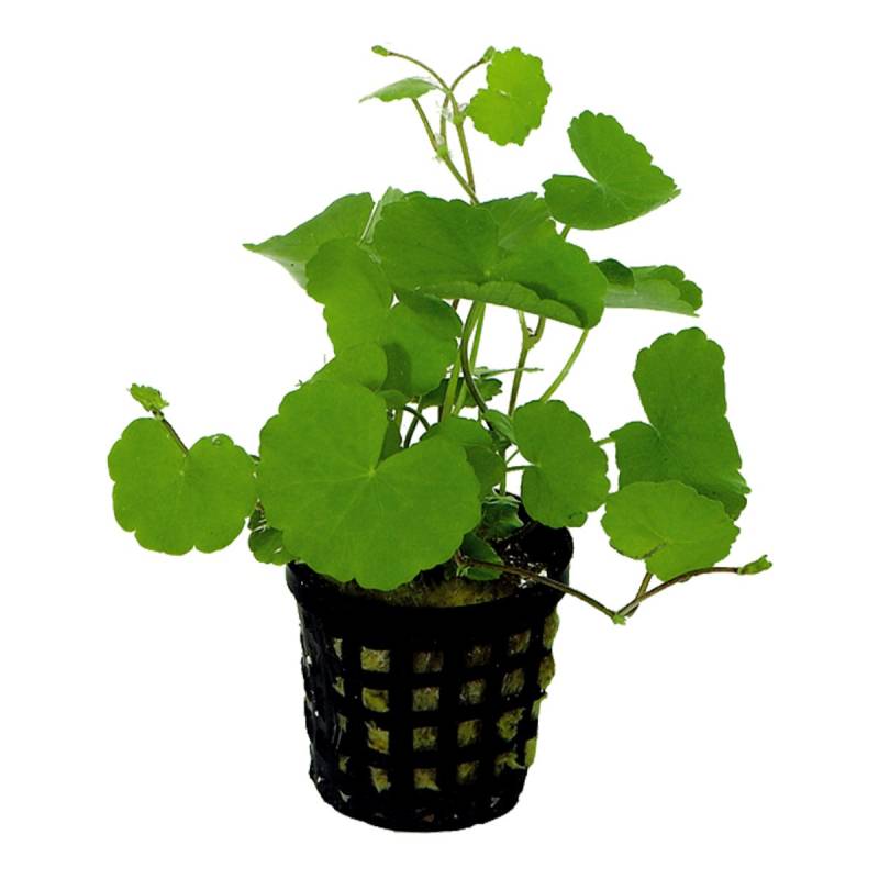 Aquafleur Hydrocotyle Leucocephala Pflanze im 5 cm Topf von Aquafleur