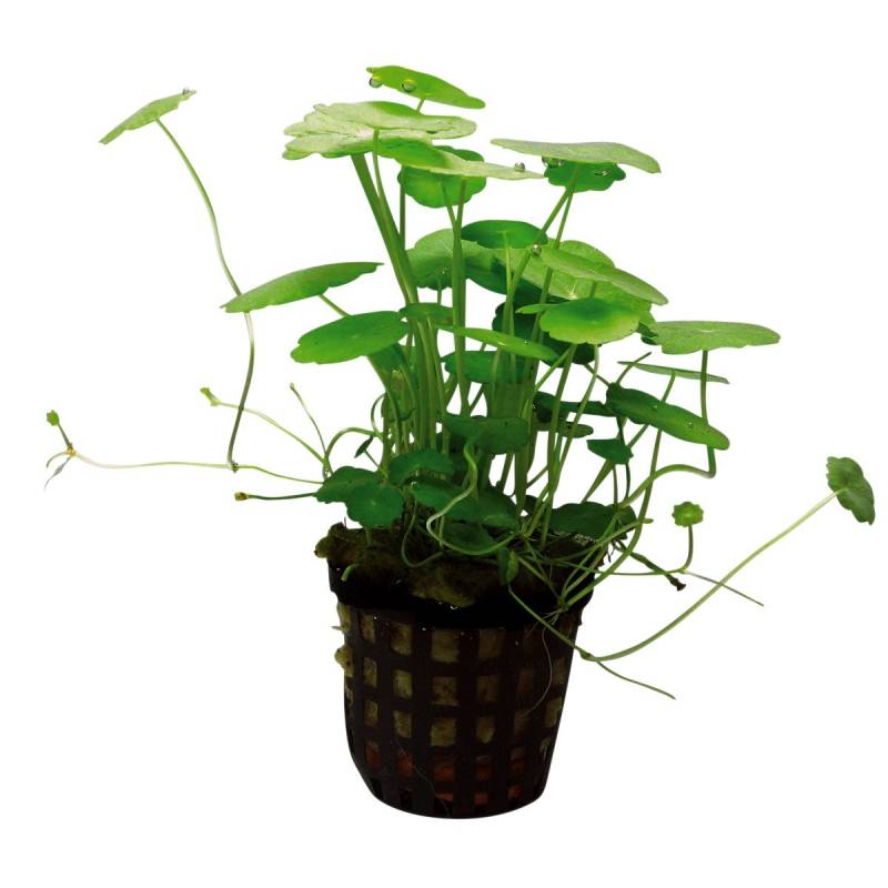 Aquafleur Hydrocotyle Verticillata Pflanze im 5 cm Topf von Aquafleur