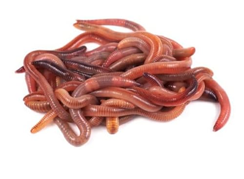Aquaristik CSI Dendrobena - 1kg in 3 Größen Csiworm Futterwurm Kompostwurm Angelwurm (Groß) von Aquaristik CSI