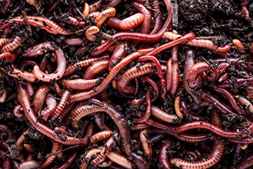 Aquaristik CSI Mischwürmer Futterwurm Kompost Angeln - 1kg Csiworm (Groß) von Aquaristik CSI