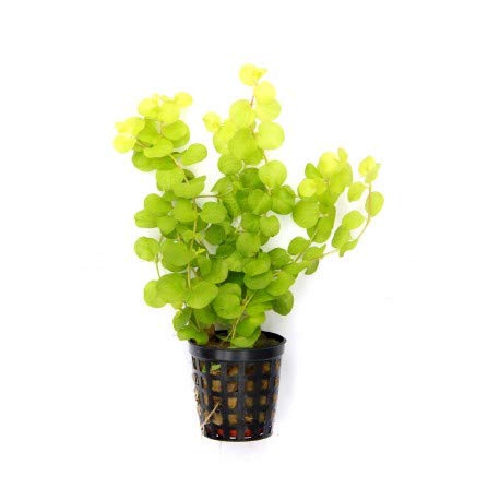 Aquarium Fun LYSIMACHIA NUMMULARIA AUREA (Goldenes Pfennigkraut) – 1 Bund von Aquarium Fan