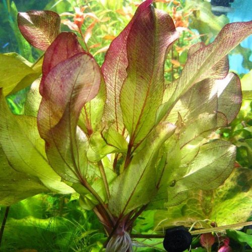 Echinodorus Frans Stoffels – Lebende Aquariumpflanze von Aquarium Fan