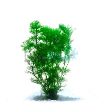 Limnophila Heterophylla – 1 Strauß – lebende Aquariumpflanze von Aquarium Fan