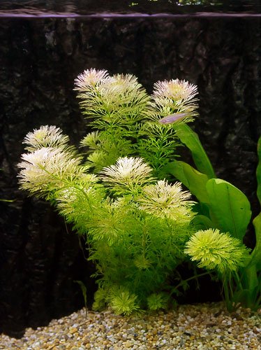 Limnophila Heterophylla - Aquarium-Pflanze, 3 Bund Limnophila Heterophylla - Aquarium-Pflanze, 3 Bund von Dorlink
