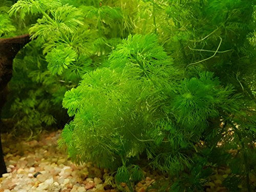 Riesige Ambulia Limnophila aquatica – 2 Strauß – lebende Aquariumpflanze Riesige Ambulia Limnophila aquatica – 2 Strauß – lebende Aquariumpflanze von Aquarium Fan