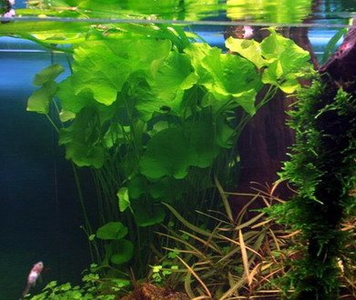 Tropica 1-2-GROW! Mini-Seerose aus Taiwan / Nymphoides sp. 'Taiwan' ('Flipper') von TROPICA von Aquarium Fan