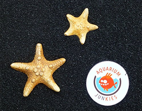Aquarium-Junkies Schwarzes Meer 0,7-1,2 (25 kg) von Aquarium-JunKies