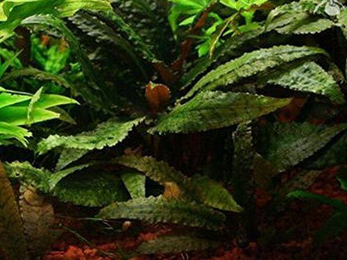 AquaPlants Gehämmerter Wasserkelch/Cryptocoryne bullosa - 1 Bund AquaPlants Gehämmerter Wasserkelch/Cryptocoryne bullosa - 1 Bund von Aquarium Plants Factory