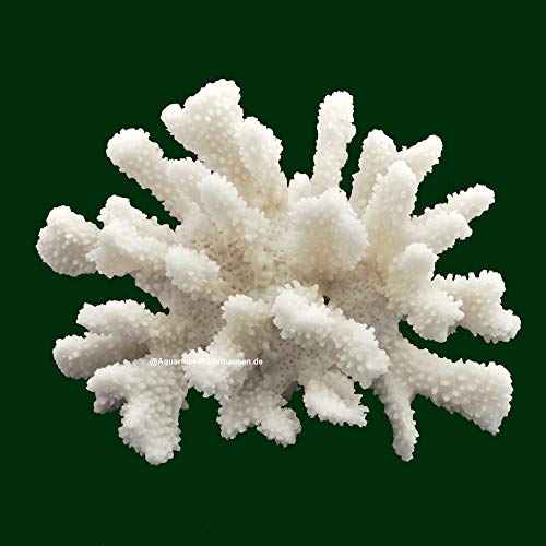 Steinkoralle, 21x15x11 cm, SPS, Aquarium Korallen, Blumenkohl Nachbildung Weiss von AQUARIUM PLÜDERHAUSEN