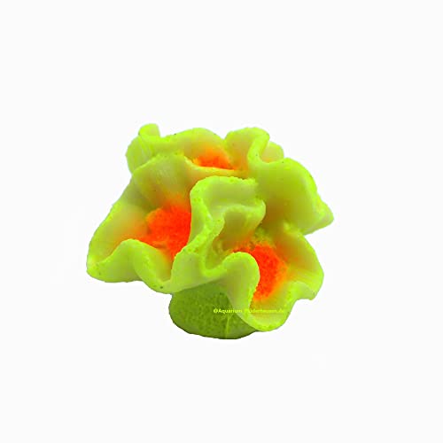 Nano Pilz-Lederkoralle,5,5x4,5x3,5cm, Koralle Sarcophyton Nachbildung, Aquarium Nano Pilz-Lederkoralle,5,5x4,5x3,5cm, Koralle Sarcophyton Nachbildung, Aquarium von AQUARIUM PLÜDERHAUSEN