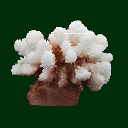 Steinkoralle, 10x 10x 8 cm, SPS, Aquarium Korallen, Stylophora Nachbildung Natur Steinkoralle, 10x 10x 8 cm, SPS, Aquarium Korallen, Stylophora Nachbildung Natur von AQUARIUM PLÜDERHAUSEN