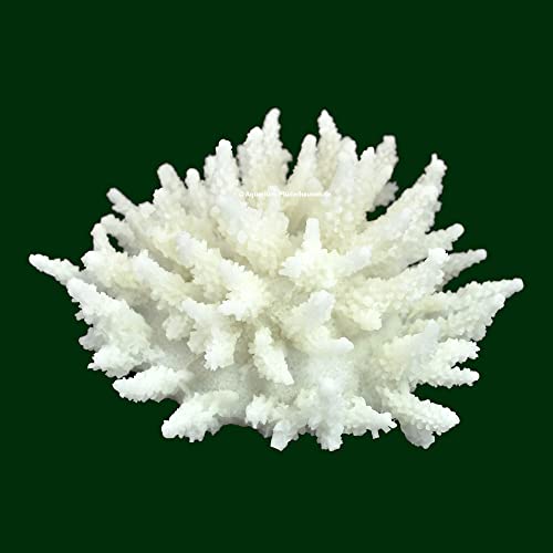 Steinkoralle, 13 x 13 x 8 cm, SPS, Acropora, Salz Aquarium Korallen Nachbildung von AQUARIUM PLÜDERHAUSEN