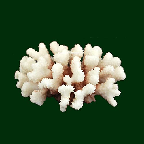 Steinkoralle, 16x 14x 8 cm, SPS, Aquarium Korallen, Stylophora Nachbildung Natur Steinkoralle, 16x 14x 8 cm, SPS, Aquarium Korallen, Stylophora Nachbildung Natur von AQUARIUM PLÜDERHAUSEN