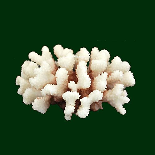 Steinkoralle, 16x 14x 8 cm, SPS, Aquarium Korallen, Stylophora Nachbildung Natur von AQUARIUM PLÜDERHAUSEN