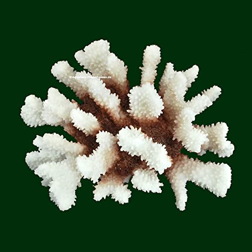 Steinkoralle, 21x15x11 cm, SPS, Aquarium Korallen, Blumenkohl Nachbildung Natur von AQUARIUM-PLÜDERHAUSEN