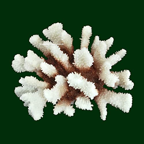 Steinkoralle, 21x15x11 cm, SPS, Aquarium Korallen, Blumenkohl Nachbildung Natur von AQUARIUM PLÜDERHAUSEN
