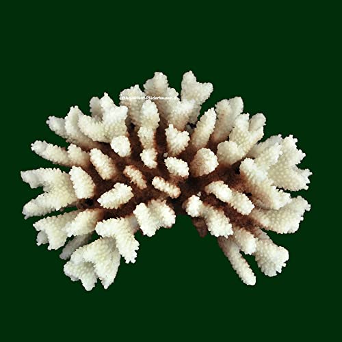 AQUARIUM PLÜDERHAUSEN Steinkoralle, 21x15x8 cm, SPS, Meerwasseraquarium Korallen, Acropora Nachbildung von AQUARIUM PLÜDERHAUSEN