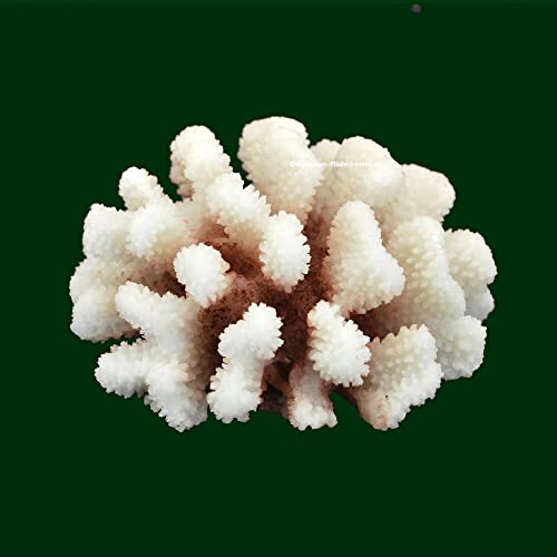 Steinkoralle,12 x11 x7 cm, SPS, Aquarium Meerwasser Korallen, Blumenkohl Natur von AQUARIUM PLÜDERHAUSEN