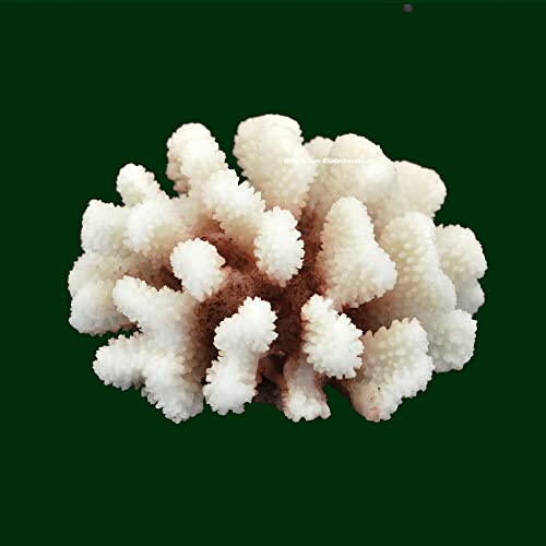 Steinkoralle,12 x11 x7 cm, SPS, Aquarium Meerwasser Korallen, Blumenkohl Natur Steinkoralle,12 x11 x7 cm, SPS, Aquarium Meerwasser Korallen, Blumenkohl Natur von AQUARIUM-PLÜDERHAUSEN