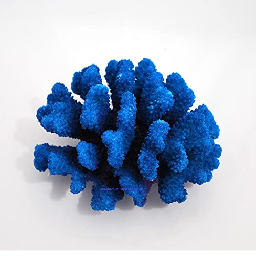 Steinkoralle,12 x11 x7 cm, SPS, Aquarium Meerwasser Korallen, Blumenkohl blau von AQUARIUM PLÜDERHAUSEN