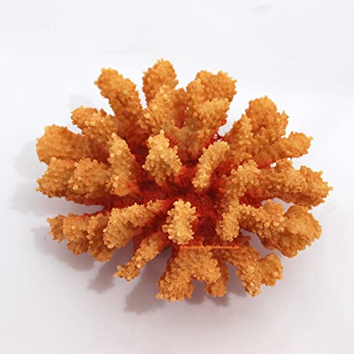 Steinkoralle,15 x14 x8 cm, SPS, Aquarium Meerwasser Korallen, Blumenkohl orange Steinkoralle,15 x14 x8 cm, SPS, Aquarium Meerwasser Korallen, Blumenkohl orange von AQUARIUM-PLÜDERHAUSEN
