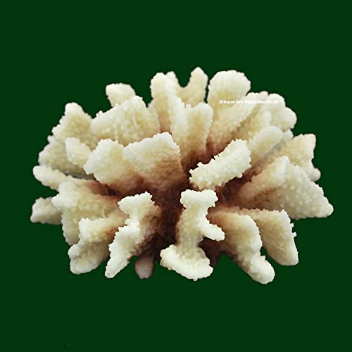 Steinkoralle,18 x18 x10 cm, SPS, Aquarium Meerwasser Korallen, Blumenkohl Natur von AQUARIUM PLÜDERHAUSEN