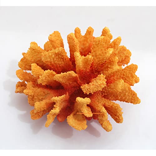 Steinkoralle,18 x18 x10 cm, SPS, Aquarium Meerwasser Korallen, Blumenkohl orange Steinkoralle,18 x18 x10 cm, SPS, Aquarium Meerwasser Korallen, Blumenkohl orange von AQUARIUM-PLÜDERHAUSEN