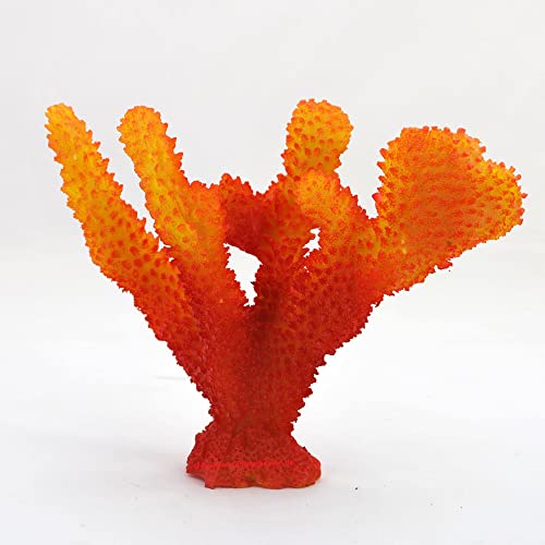 Steinkorallen, 17x9x13cm, Acropora,Geweihkoralle, Salz Aquarium Korallen Meer von AQUARIUM PLÜDERHAUSEN