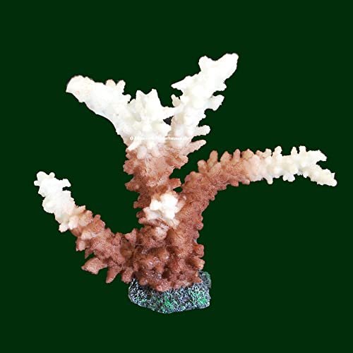 Steinkorallen, 23x7x21cm, Acropora,Geweihkoralle, Salz Aquarium Korallen Nachb. von AQUARIUM-PLÜDERHAUSEN