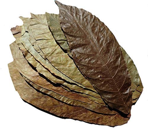 Cacao-Blätter 10 Stück für Aquarium von Aquarium Rio