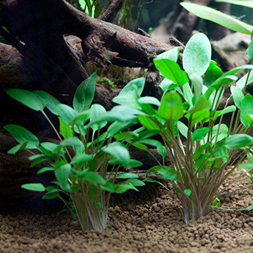 AquaPlants Grüner Wasserkelch/Cryptocoryne wendtii Green - 1 Bund von Aquatic Plants