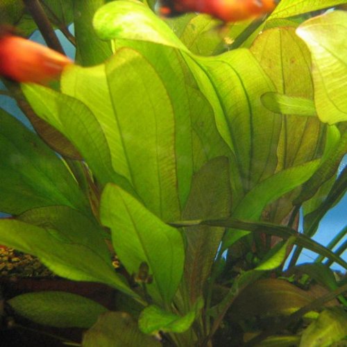 Echinodorus Devils Eye - Lebende Aquariumpflanze von Aquarium Plants Factory