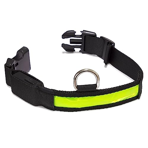 Arquivet - Leuchtendes Hundehalsband, LED, Gelb, Größe L 48-60 cm, 2,5 cm von Arquivet