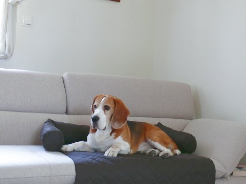 LEO Hundebett Couch L 85 x 100cm GRAPHIT Sesselschutz Sofaschutz COUCHPROTECT von Artur Soja