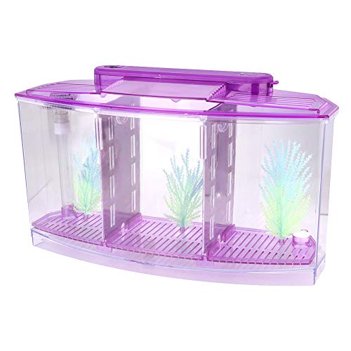 Asixxsix Fischzuchtbox, Acryl-Fischisolationsbox mit LED-Licht, Dreigeteilter, Transparenter Desktop-Zuchtaquarium für Babyfische, Garnelen, Clownfische (Purple) von Asixxsix
