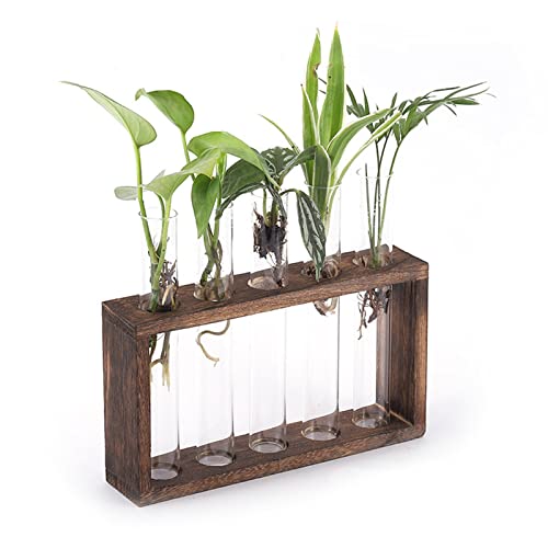 Pflanzenvermehrungsstation, 5 Glas-Reagenzgläser, Pflanzenterrarium mit Holzständer, Moderner Blumenknospenvasenständer, Pflanzen-Tischterrarium für Hydrokulturpflanzen (Kohlenstofffarbe) von Asixxsix